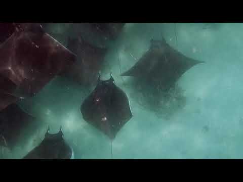 Mobula Ray Madness