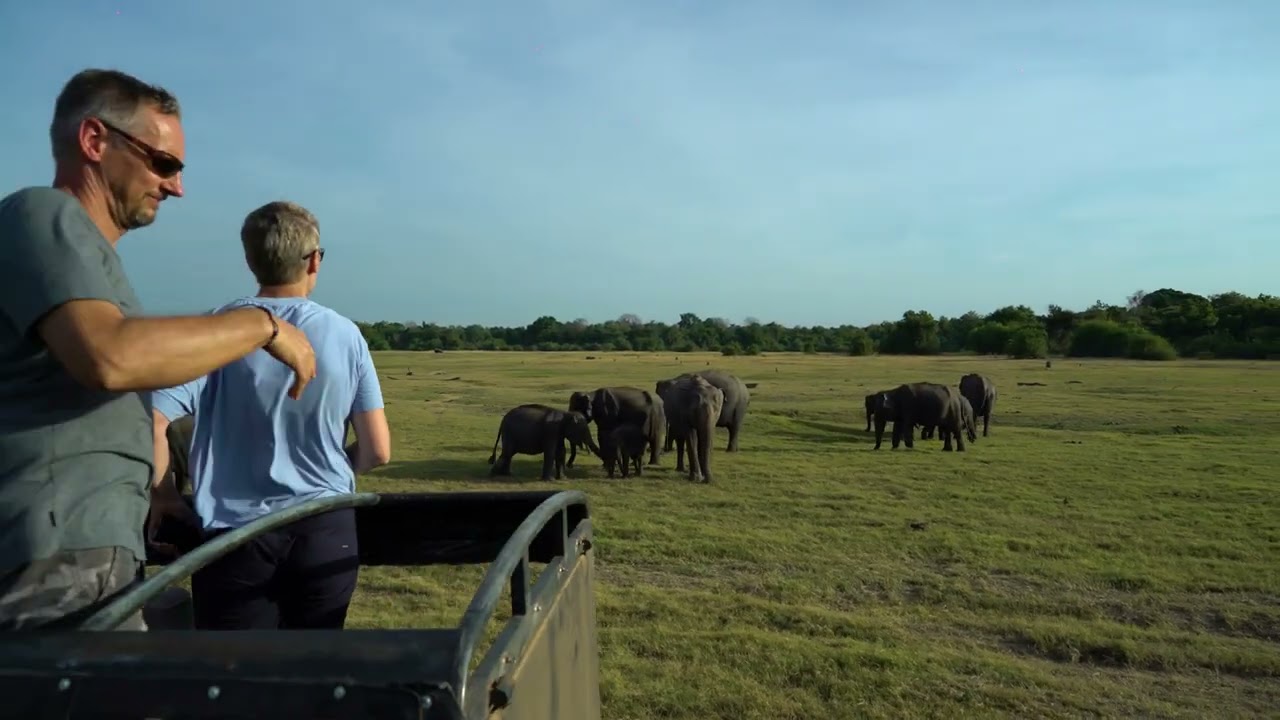 Discover the captivating vistas of Minneriya National Park.