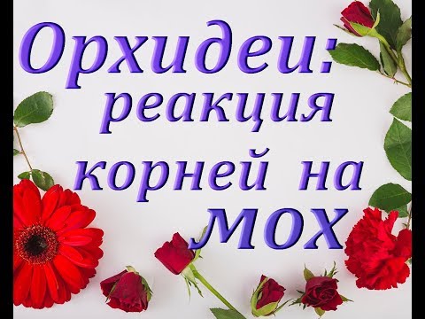 Разная РЕАКЦИЯ на МОХ у КОРНЕЙ ОРХИДЕЙ,пересадка.