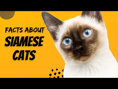 Facts About Siamese Cats