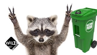 The Trash Panda Challenge: How Raccoons Outsmarted Toronto City | Wild to Know