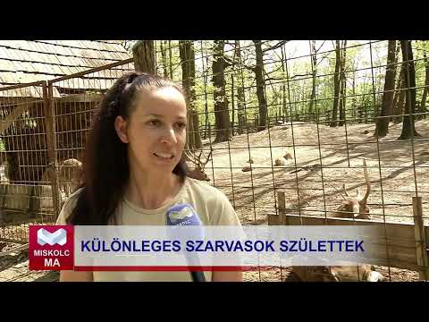 Videó előnézet