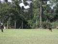 Obediência Ct2 Aslan Avi