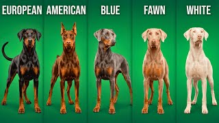Every Doberman Type and Color Explained