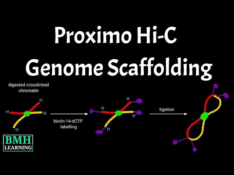 Proximo Hi-C Genome Scaffolding | Proximity Ligation for Genome Scaffolding | Hi-C Method |