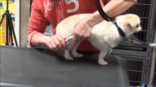 Dog grooming in Jackson Heights NY