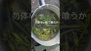 毒虫とゼンマイ？