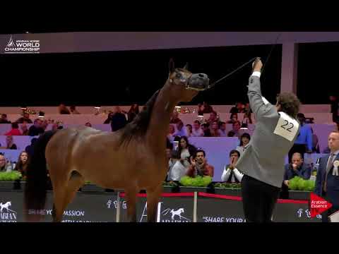 N.22 JUHAINA ALJASSIMYA - Paris 2017 - Junior Fillies (Class CM2A)
