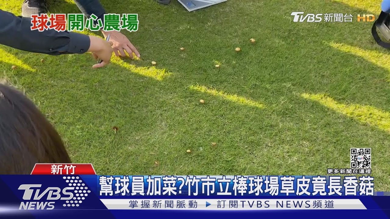 幫球員加菜? 竹市立棒球場草皮竟長香菇