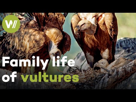 Vultures lovingly care for their young and later feast upon a dead cow