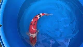 video van Sanke SA-V23-11242
