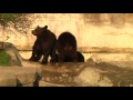 Zoo Director Orphaned Bear Cubs Leave Den