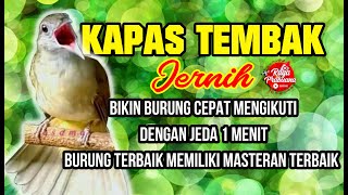 Download lagu Terbaru Suara Kapas Tembak 1 Jam Jernih dgn jeda 1... mp3