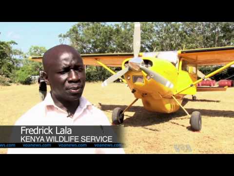 Kenya Counts Elephants From the Air