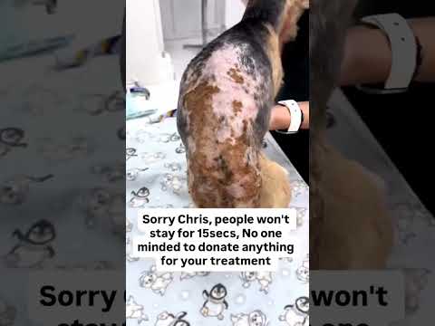 We rushed him to the vet immediately.🙏 DONATION LINK IN BIO #usa #london #germany #uk #losangeles