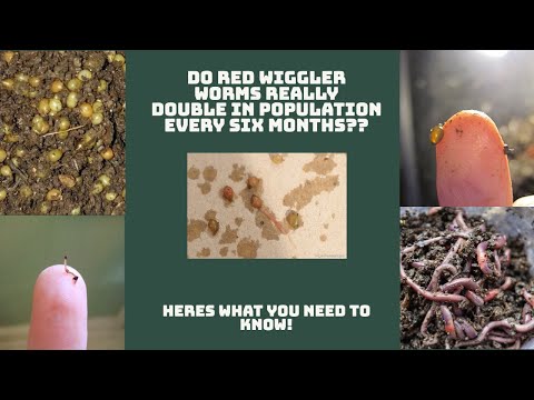 Do Red Wiggler Worms Really Double In Population Every Six Weeks???
