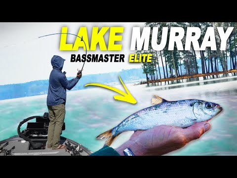 Got My Mojo Back with a SPOON BITE