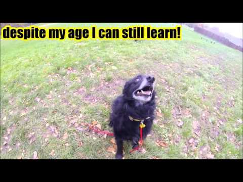 Dogs Trust Canterbury - Terry