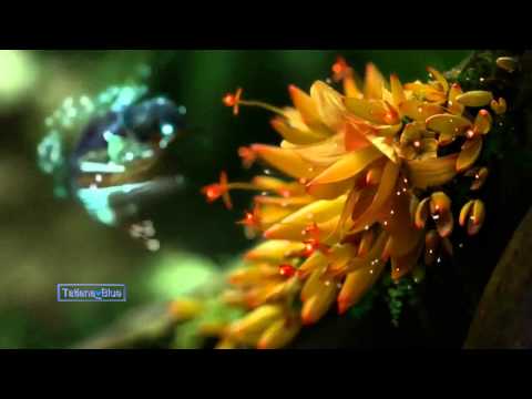 Sacred Buddha - Straight To The Heart