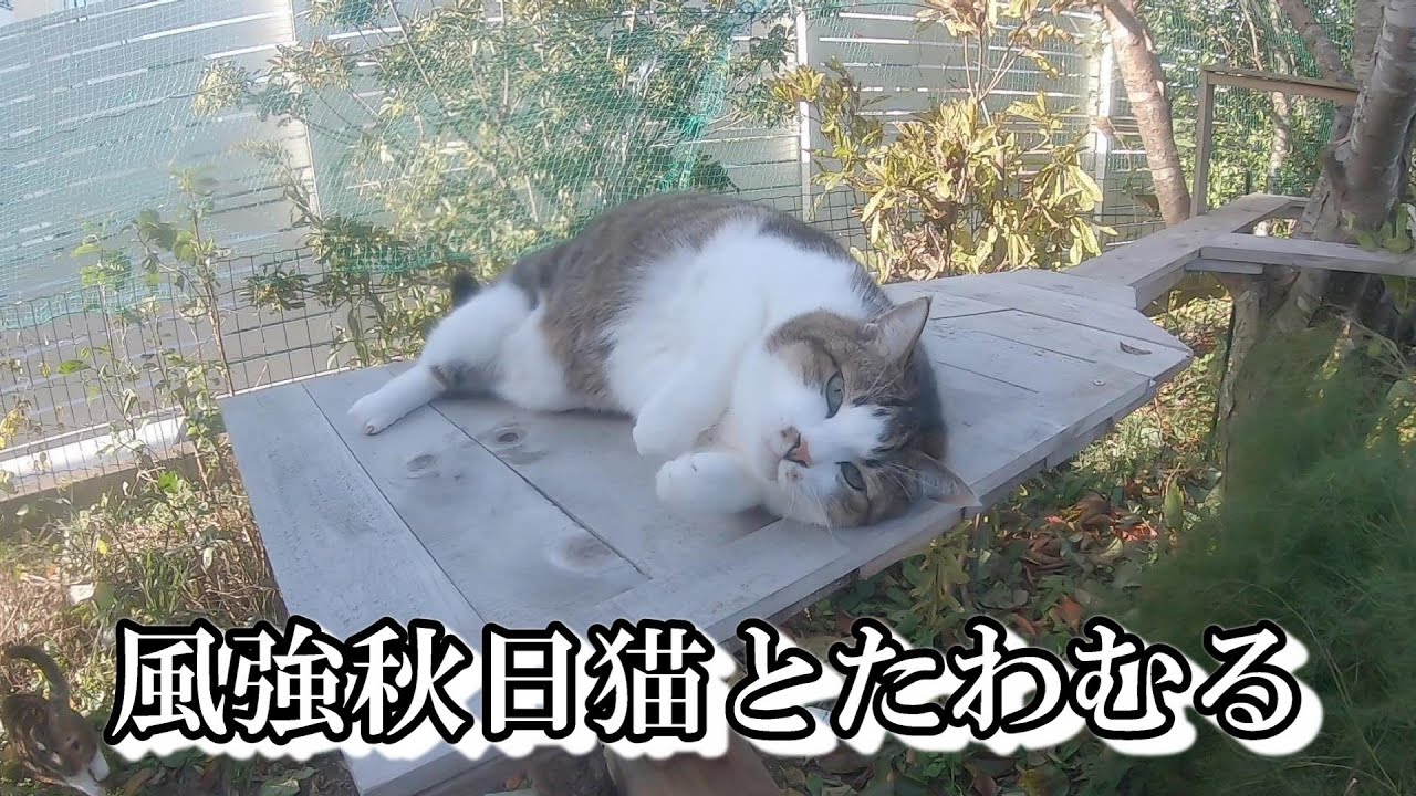 風の強い日でしたが、久しぶりにキャットパークで遊びました