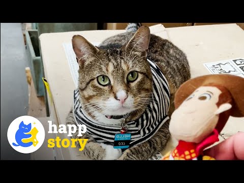 Meet Leo The Cat😺 - Home Depot's Most Adorable Employee | HAPP