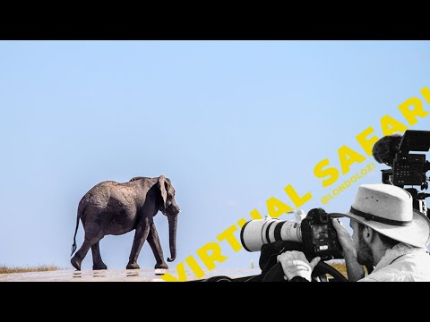 Amazing Up Close Sighting with Elephants Virtual Safari # 158