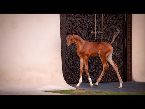 TRFAH'T E'THANYA - (D Seraj x RH Triana), 2023 Filly