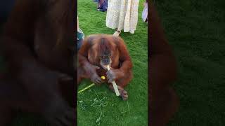 Download lagu In Umm Al Quwain Zoo #ummalquwainzoo #animalpark #love #monkey mp3 Download lagu In Umm Al Quwain Zoo #ummalquwainzoo #animalpark #love #monkey mp3