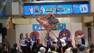 いよさこい！！華魅　４K～「愛媛よさこい ～夏の陣～ 彩の舞～」