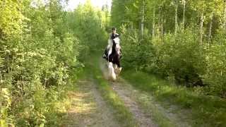 preview picture of video 'Ian Air -  A low flying Irish cob galloping on a forest road :)'