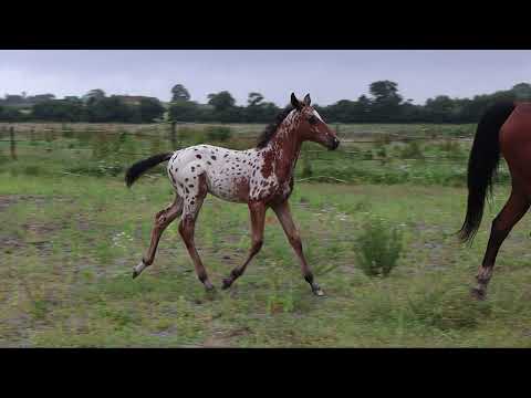 PERLEM DU GRANIT ROSE