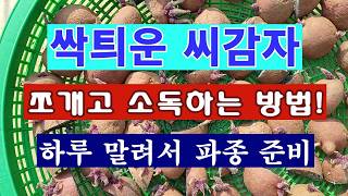 [텃밭농부 2,167]  싹틔운 씨감자.  쪼개고 소독하는 방법! #감자재배