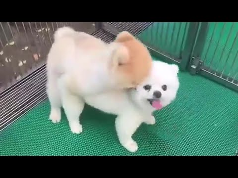 Cute Puppies Mating - So Amazing