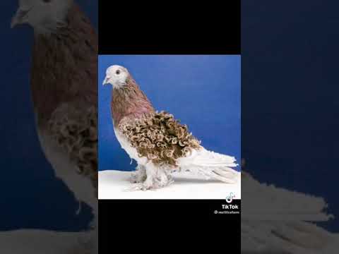 Paravi | supiri paravi | pigeon | pigeon sri lanka | paravi paravi | pigeons | paravi sri lanka