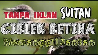Download lagu Ciblek betina cocok untuk pikat birahi ciblek jantan mp3