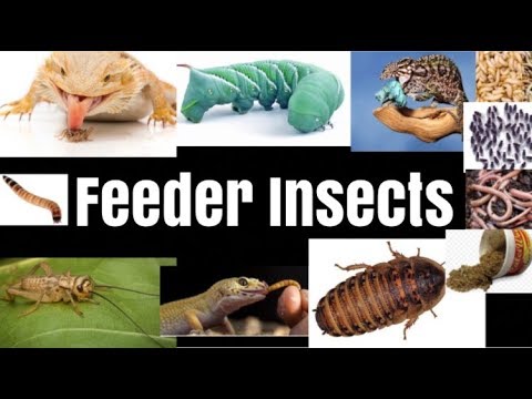 Feeder Insects 101 for Reptiles & Amphibians