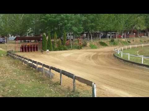 Agárverseny - Isaszeg