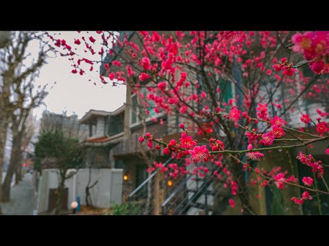 비오는 골목길에는 홍매화가 아름답게 피었습니다 | 빗소리 4K HDR 비오는 골목길에는 홍매화가 아름답게 피었습니다 | 빗소리 4K HDR