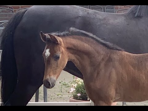 Ponyfohlen Online-Auktion! HF v. Strahlemann - Niveau