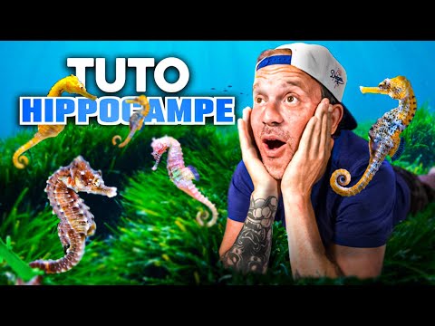 TU VEUX DES HIPPOCAMPES CHEZ TOI ? - TOOPET