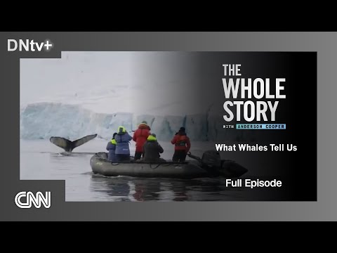 CNN | The Whole Story - What Whales Tell Us - Full episode (2024)