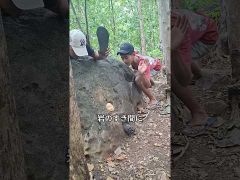 岩の隙間に挟まった毛玉の正体