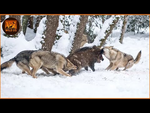 Most Terrifying Wolf Attacks Ever Recorded | Wild Animals