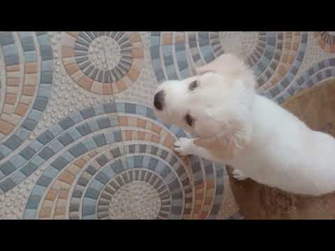 amma uttan Anbu #love #lovestatus #dogfashion #shorts #dogs #dogsoftiktok #dogsofinstagram