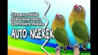 Download lagu FULL SATU JAM!! TERAPI LOVEBIRD NGEKEK PANJANG DENGAN RELAKSASI SUARA GEMERICIK AIR mp3 Download lagu FULL SATU JAM!! TERAPI LOVEBIRD NGEKEK PANJANG DENGAN RELAKSASI SUARA GEMERICIK AIR mp3