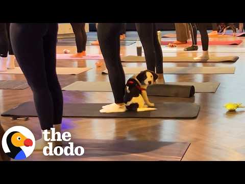This Puppy Interrupted Yoga Class To Find His Forever Mom | The Dodo