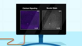 Ca waves expand across neutrophil populations, triggering swarming against large fungi
