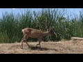 A Deer Resident At The San Diego Zoo Safari Park