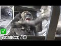 Mom Genki Protects Baby Gorilla With Ironclad Defense Kintaro Wants To Touch Him Momotaro Family