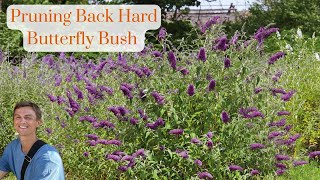 Butterfly Bush Hard Pruning - How to Cut Back Overgrown Buddleia for Better Flowering & Growth